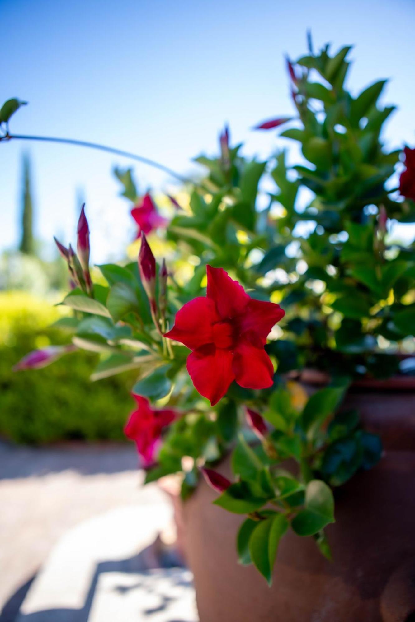 Relais Villa Italia Selcetta Exteriér fotografie